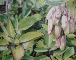 脫木質化 脫木質化