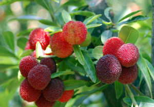 仙居外灘楊梅園 仙居外灘楊梅園