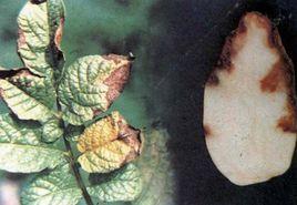 土豆晚疫病 土豆晚疫病