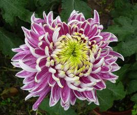 紅衣綠裳 紅衣綠裳