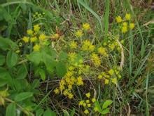 興安柴胡 興安柴胡