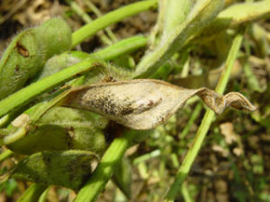 菜用大豆莢枯病 菜用大豆莢枯病