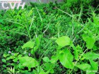 毛果諸葛菜 毛果諸葛菜