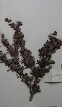 小毛小檗 小毛小檗