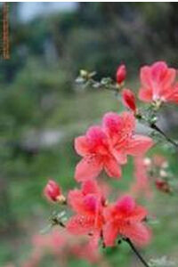 垂鉤杜鵑 垂鉤杜鵑