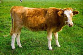 黃毛菩薩 黃毛菩薩