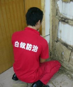 深圳市金衛士白蟻防治公司 深圳市金衛士白蟻防治公司