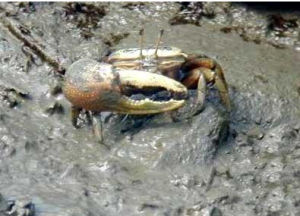 打漿招潮蟹 打漿招潮蟹