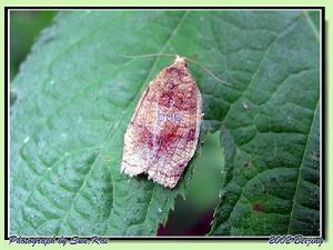 蘋果小卷蛾 蘋果小卷蛾