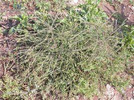 軲轆娃子 軲轆娃子