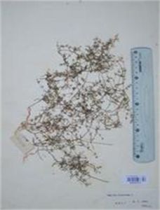 小葉豬殃殃(原變種) 小葉豬殃殃(原變種)