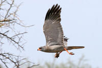 暗色歌鷹 暗色歌鷹