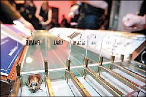 （圖）蟑螂賽跑