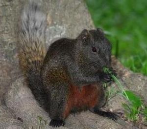 赤腹松鼠台中亞種 赤腹松鼠台中亞種