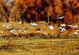 中崑崙野生動物園