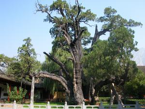 “二將軍”高18米,圍粗13米,4500以上。