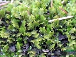 大蒴卷葉蘚 大蒴卷葉蘚