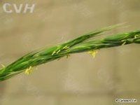 內蒙古鵝觀草 內蒙古鵝觀草