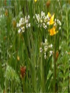 密序山萮菜 密序山萮菜