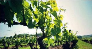 瑞麗柏那參 瑞麗柏那參