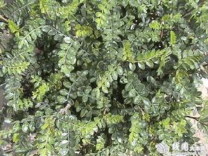 對葉草[對葉草]