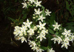 簇花獐牙菜 簇花獐牙菜