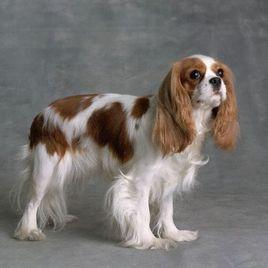 查理士王小獵犬