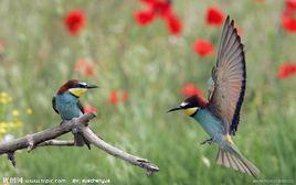 雙素雙飛 雙素雙飛
