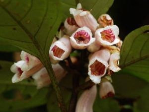 疏脈半蒴苣苔 疏脈半蒴苣苔