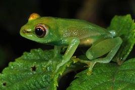 傑克里德蛙 傑克里德蛙