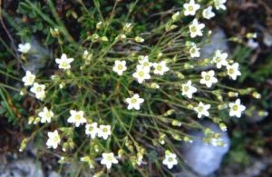 克什米爾米努草 克什米爾米努草