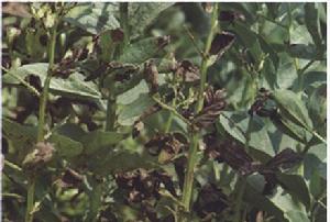 蠶豆灰霉病為害嚴重時症狀<a name="ref_[3]"></a>