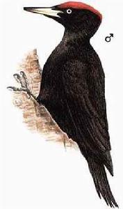 （圖）黑啄木鳥