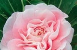 藍鳥[山茶屬栽培品種]