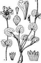 無髭毛建草 無髭毛建草