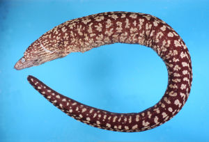 苔斑勾吻鯙標本