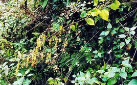 羊角天麻 羊角天麻