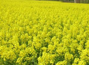 贛油雜3號 贛油雜3號