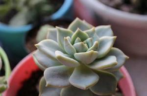 白牡丹[多肉植物]