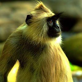 印度灰葉猴 印度灰葉猴