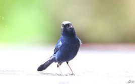 白尾藍地鴝台灣亞種 白尾藍地鴝台灣亞種