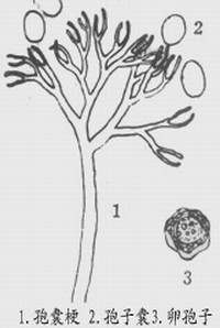 花椰菜霜霉病 花椰菜霜霉病