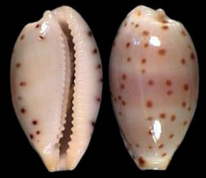 三帶寶螺 三帶寶螺