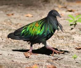 藍斑森鳩 藍斑森鳩