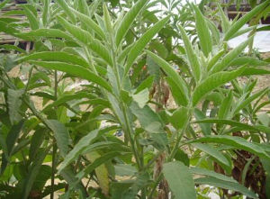 纖核艾納香 纖核艾納香