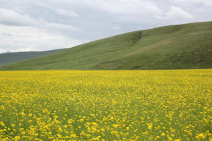 百里油菜花海 百里油菜花海