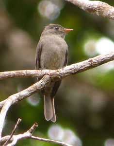 黑綠霸鶲 黑綠霸鶲