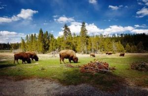 加蘭巴國家公園 加蘭巴國家公園