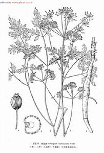 大苞矮澤芹 大苞矮澤芹