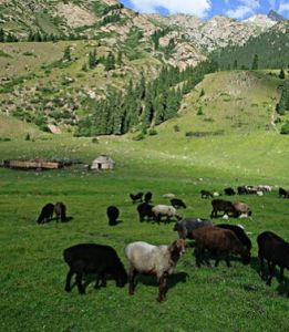 吉爾吉斯坦 吉爾吉斯坦